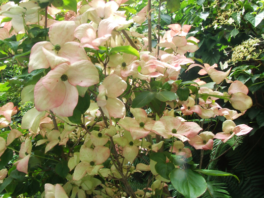 Dogwood in Victoria Garden